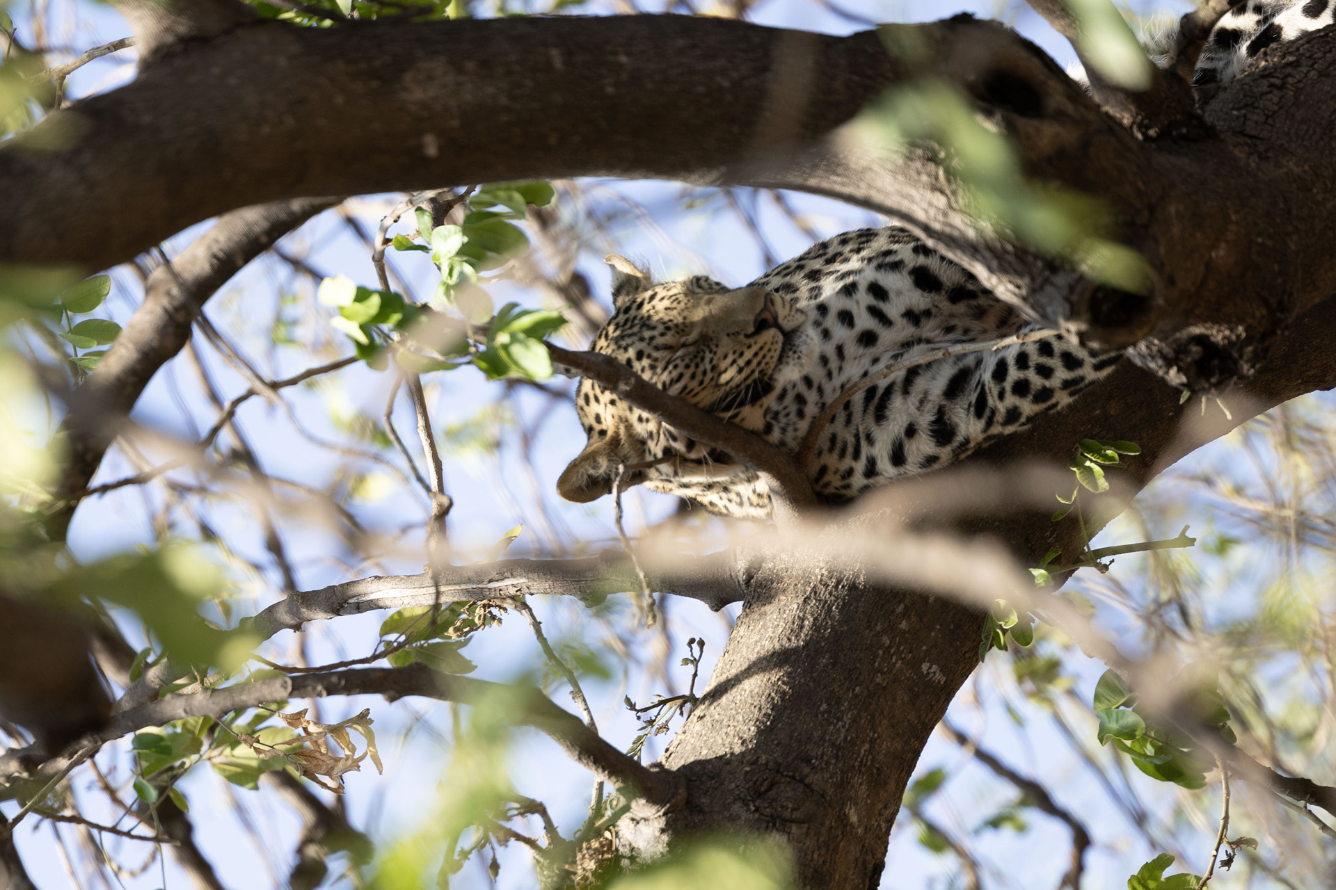BOTSWANA