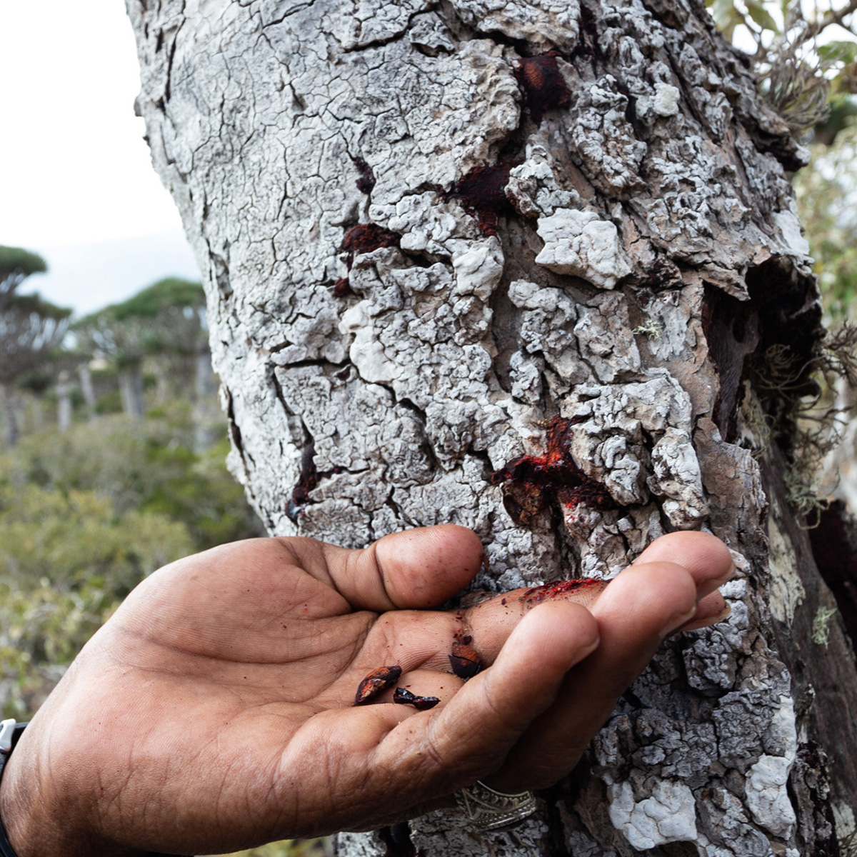 socotra02aprile2026 3